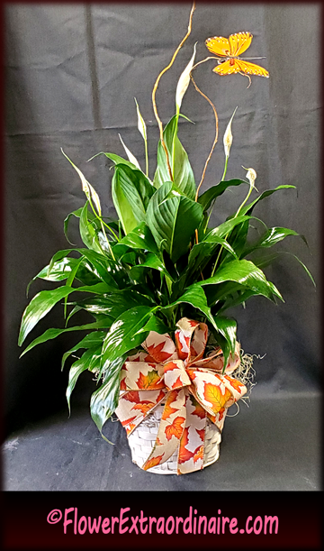 live plants - fall and Thanksgiving arrangements