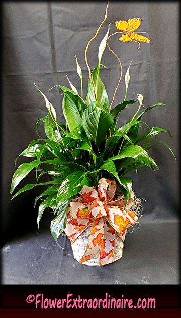 live plants - winter bouquets and flower arrangements delivered